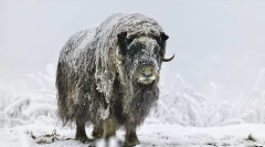 Różne - bardzo rzadki molflock